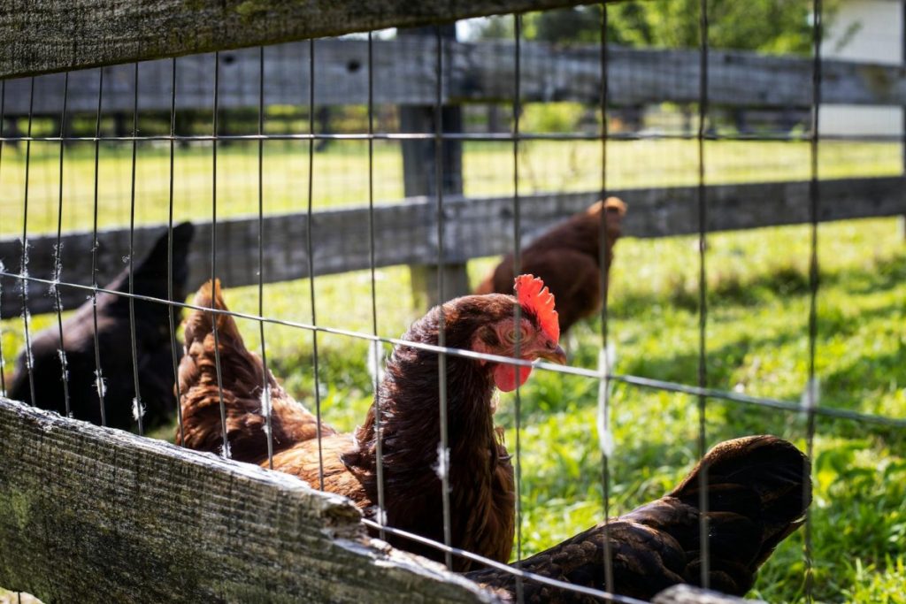 Free-range chickens are a better source of omega-3 acids.